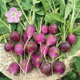 Purple Cherry Radish Seeds - Sweet Crisp White Flesh, Thin Skin Thick Flesh, Early Maturing High Yield Variety