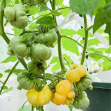 Dean's Chickie Cherry Tomato Seeds- Sweet Flavor with Ultra-Thin Skin for Garden & Fresh Eating