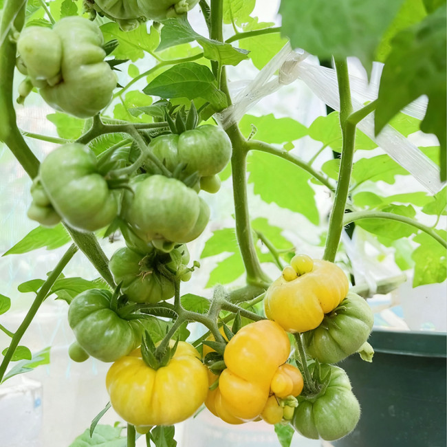 Dean's Chickie Cherry Tomato Seeds- Sweet Flavor with Ultra-Thin Skin for Garden & Fresh Eating