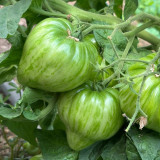 'Dwarf Stone Creek Heart' Tomato Seeds - Compact, Scarlet & Gold Striped Hearts