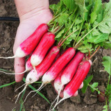Thumb-sized Fruit Radish Seeds - Fast Growing Container Radish, Early Mini Sweet & Crisp Radish