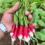 Thumb-sized Fruit Radish Seeds - Fast Growing Container Radish, Early Mini Sweet & Crisp Radish