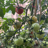 'Eden No. 2' Tomato Seeds - High-Yielding with Exceptional Flavor for the Home Garden