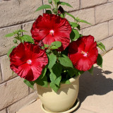 Swamp Rose Mallow Mixed Seeds - Cold Hardy Variety with Massive Blooms