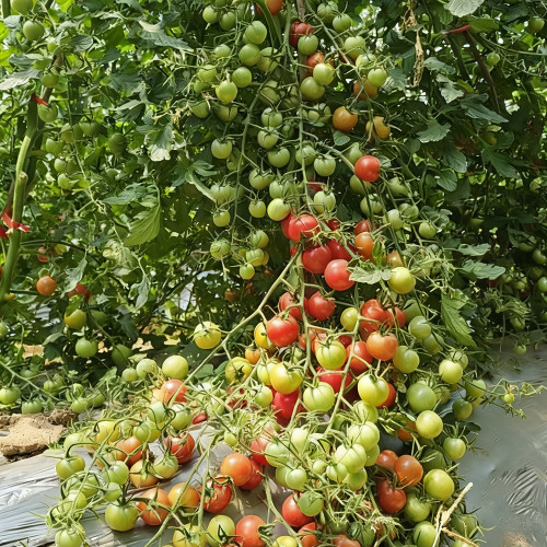 'Eden No. 2' Tomato Seeds - High-Yielding with Exceptional Flavor for the Home Garden