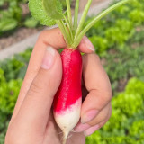 Thumb-sized Fruit Radish Seeds - Fast Growing Container Radish, Early Mini Sweet & Crisp Radish