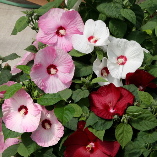 Swamp Rose Mallow Mixed Seeds - Cold Hardy Variety with Massive Blooms