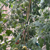 'Eden No. 2' Tomato Seeds - High-Yielding with Exceptional Flavor for the Home Garden