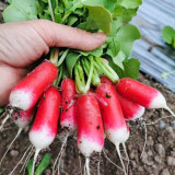 Thumb-sized Fruit Radish Seeds - Fast Growing Container Radish, Early Mini Sweet & Crisp Radish