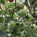 'Eden No. 2' Tomato Seeds - High-Yielding with Exceptional Flavor for the Home Garden