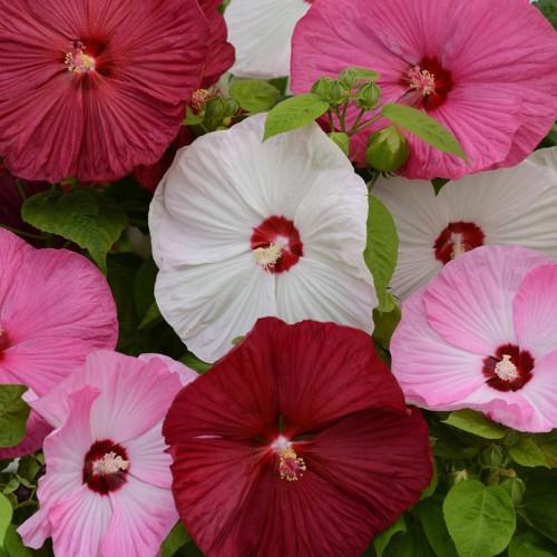 Swamp Rose Mallow Mixed Seeds - Cold Hardy Variety with Massive Blooms