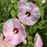 Swamp Rose Mallow Mixed Seeds - Cold Hardy Variety with Massive Blooms