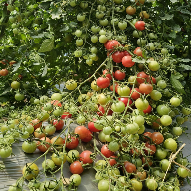 'Eden No. 2' Tomato Seeds - High-Yielding with Exceptional Flavor for the Home Garden