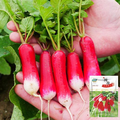 Thumb-sized Fruit Radish Seeds - Fast Growing Container Radish, Early Mini Sweet & Crisp Radish
