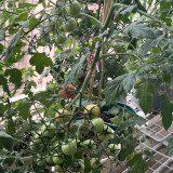 'Eden No. 2' Tomato Seeds - High-Yielding with Exceptional Flavor for the Home Garden