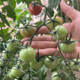 'Eden No. 2' Tomato Seeds - High-Yielding with Exceptional Flavor for the Home Garden