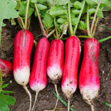 Thumb-sized Fruit Radish Seeds - Fast Growing Container Radish, Early Mini Sweet & Crisp Radish