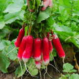 Thumb-sized Fruit Radish Seeds - Fast Growing Container Radish, Early Mini Sweet & Crisp Radish