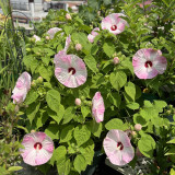 Swamp Rose Mallow Mixed Seeds - Cold Hardy Variety with Massive Blooms