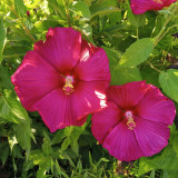 Swamp Rose Mallow Mixed Seeds - Cold Hardy Variety with Massive Blooms