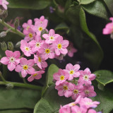 Pink Alpine Forget-Me-Not Seeds - Cool Climate Hardy, Ideal for Alpine Landscapes