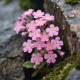 Pink Alpine Forget-Me-Not Seeds - Cool Climate Hardy, Ideal for Alpine Landscapes