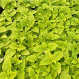 Garden Coleus Mixed Seeds - Vibrant Color Compact Foliage for Garden & Indoor Planting