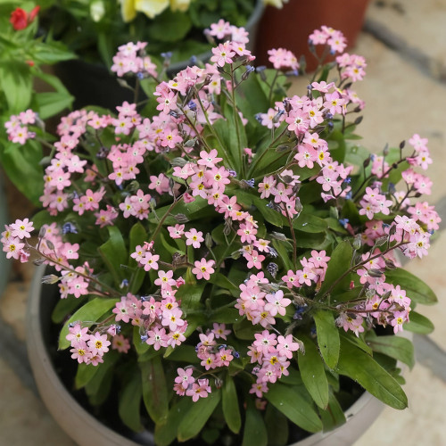 Pink Alpine Forget-Me-Not Seeds - Cool Climate Hardy, Ideal for Alpine Landscapes