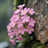 Pink Alpine Forget-Me-Not Seeds - Cool Climate Hardy, Ideal for Alpine Landscapes