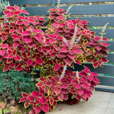 Garden Coleus Mixed Seeds - Vibrant Color Compact Foliage for Garden & Indoor Planting