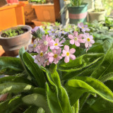 Pink Alpine Forget-Me-Not Seeds - Cool Climate Hardy, Ideal for Alpine Landscapes
