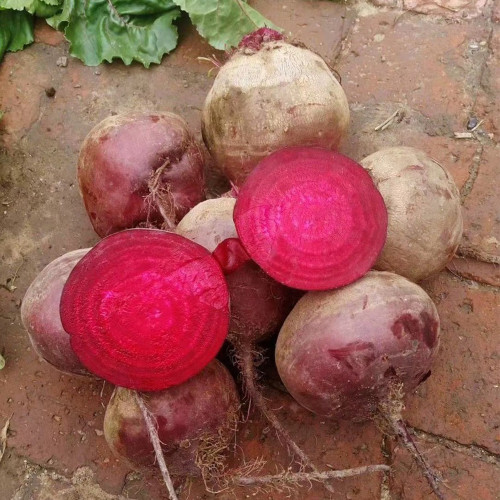 Beetroot Seeds - Globular Variety with Smooth Skin and Vibrant Red Flesh for Fresh Sales & Processing