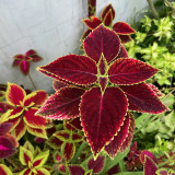 Garden Coleus Mixed Seeds - Vibrant Color Compact Foliage for Garden & Indoor Planting