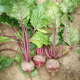 Beetroot Seeds - Globular Variety with Smooth Skin and Vibrant Red Flesh for Fresh Sales & Processing