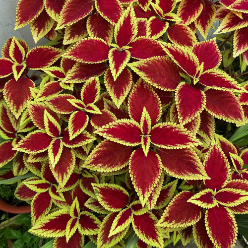 Garden Coleus Mixed Seeds - Vibrant Color Compact Foliage for Garden & Indoor Planting