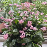 Pink Alpine Forget-Me-Not Seeds - Cool Climate Hardy, Ideal for Alpine Landscapes