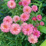 Pink Garden Zinnia Seeds - Long Blooming, Drought-Tolerant and Easy to Grow Garden Flowers