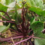 'Bright Red 65' Flowering Stalk Seeds - Medium-Early Maturing, Bright Purple, Successive Harvest
