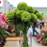 Green Envy Zinnia Seeds - Sturdy Stems, Ideal for Landscaping and Arrangements