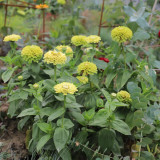 Green Envy Zinnia Seeds - Sturdy Stems, Ideal for Landscaping and Arrangements