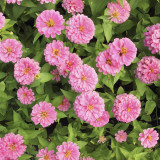 Pink Garden Zinnia Seeds - Long Blooming, Drought-Tolerant and Easy to Grow Garden Flowers
