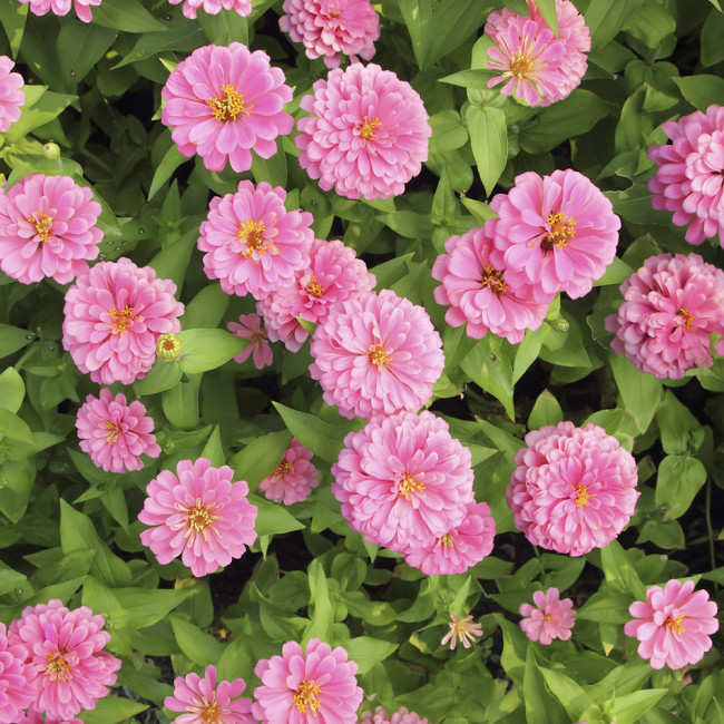 Pink Garden Zinnia Seeds - Long Blooming, Drought-Tolerant and Easy to Grow Garden Flowers