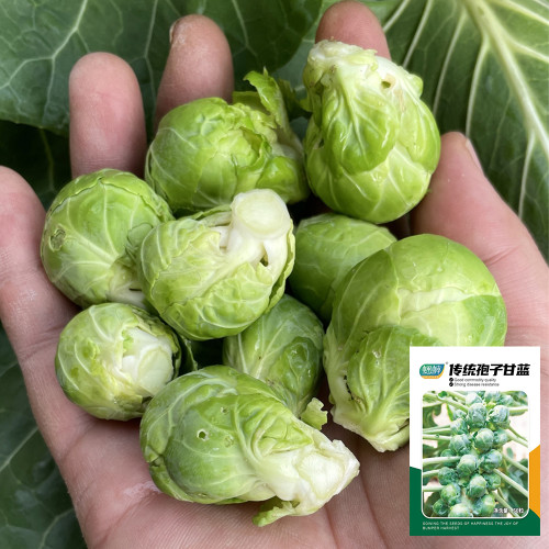 Brussels Sprouts Seeds - High Yield, Sweet Flavor, Nutritious Variety for Home Garden Planting