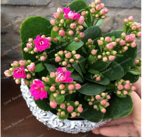 Winter Pot Kalanchoe Seeds Longevity Flower Potted Flowers