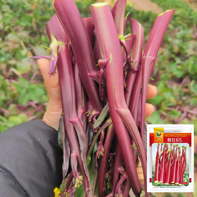 'Bright Red 65' Flowering Stalk Seeds - Medium-Early Maturing, Bright Purple, Successive Harvest