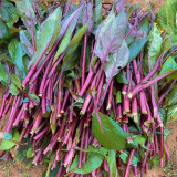 'Bright Red 65' Flowering Stalk Seeds - Medium-Early Maturing, Bright Purple, Successive Harvest