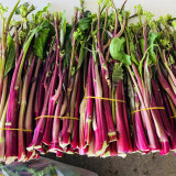 'Bright Red 65' Flowering Stalk Seeds - Medium-Early Maturing, Bright Purple, Successive Harvest