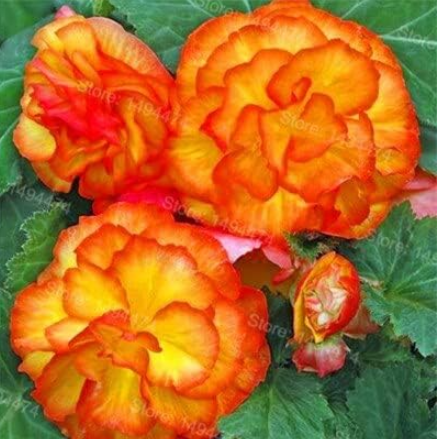 Begonia Flower Seeds Beautiful Garden Flower (Color: 1)