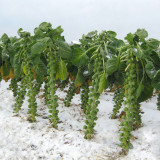 Brussels Sprouts Seeds - High Yield, Sweet Flavor, Nutritious Variety for Home Garden Planting