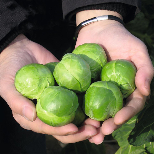 Brussels Sprouts Seeds - High Yield, Sweet Flavor, Nutritious Variety for Home Garden Planting